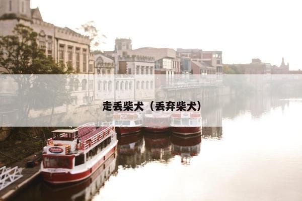 走丢柴犬（丢弃柴犬）