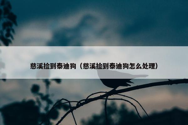 慈溪捡到泰迪狗（慈溪捡到泰迪狗怎么处理）