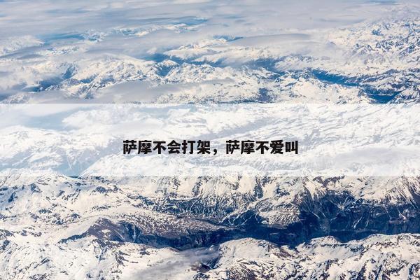 萨摩不会打架，萨摩不爱叫