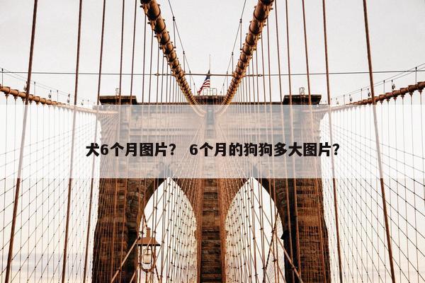 犬6个月图片？ 6个月的狗狗多大图片？