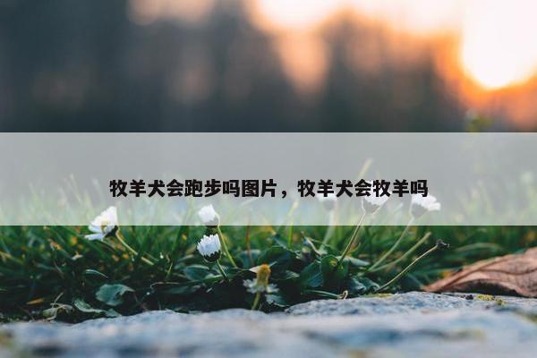 牧羊犬会跑步吗图片，牧羊犬会牧羊吗