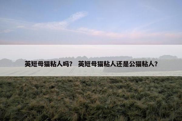 英短母猫粘人吗？ 英短母猫粘人还是公猫粘人？