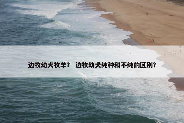 边牧幼犬牧羊？ 边牧幼犬纯种和不纯的区别？