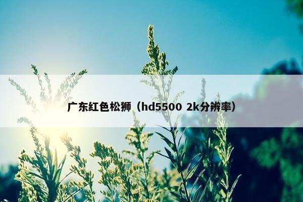 广东红色松狮（hd5500 2k分辨率）