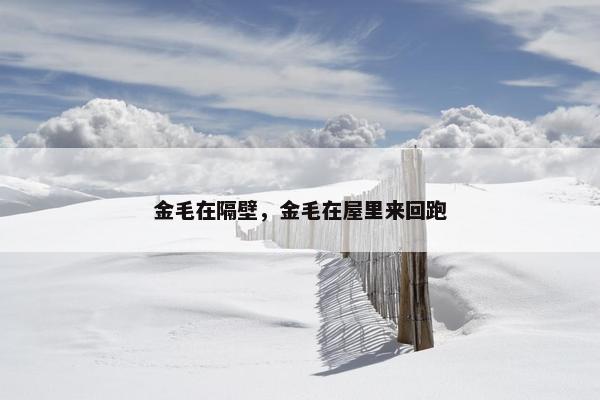金毛在隔壁，金毛在屋里来回跑
