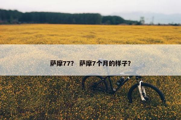 萨摩77？ 萨摩7个月的样子？