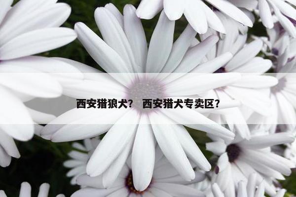 西安猎狼犬？ 西安猎犬专卖区？