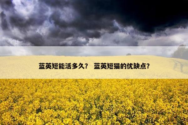 蓝英短能活多久？ 蓝英短猫的优缺点？