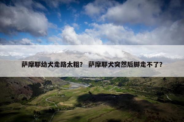萨摩耶幼犬走路太粗？ 萨摩耶犬突然后脚走不了？