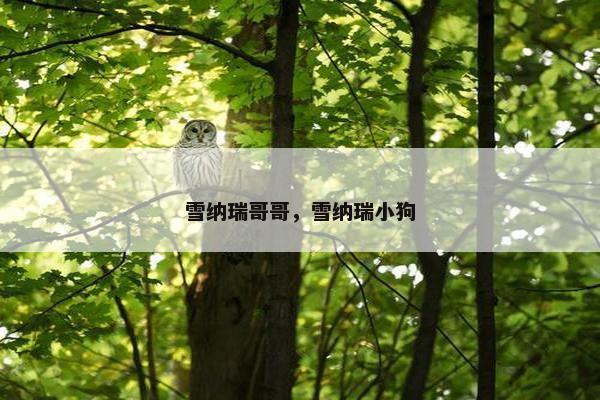 主持