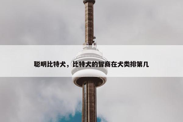 聪明比特犬，比特犬的智商在犬类排第几