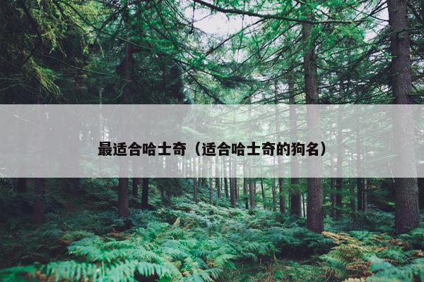 最适合哈士奇（适合哈士奇的狗名）