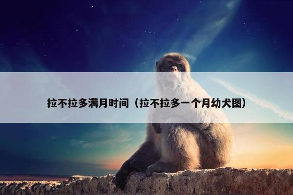 拉不拉多满月时间（拉不拉多一个月幼犬图）