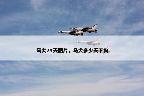 马犬24天图片，马犬多少天下狗
