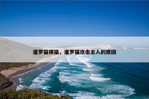 暹罗猫揍猫，暹罗猫攻击主人的原因