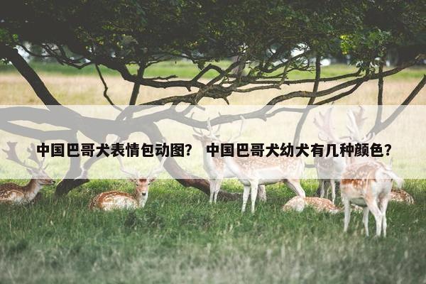 中国巴哥犬表情包动图？ 中国巴哥犬幼犬有几种颜色？