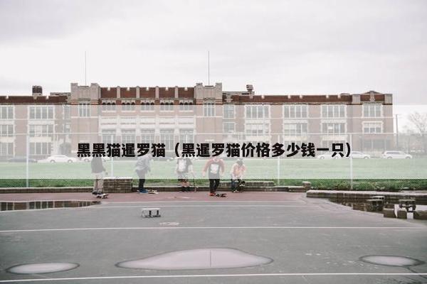 黑黑猫暹罗猫（黑暹罗猫价格多少钱一只）