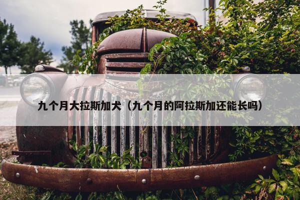 九个月大拉斯加犬（九个月的阿拉斯加还能长吗）
