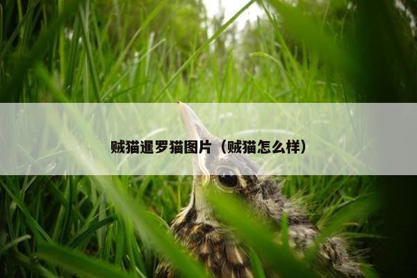 贼猫暹罗猫图片（贼猫怎么样）