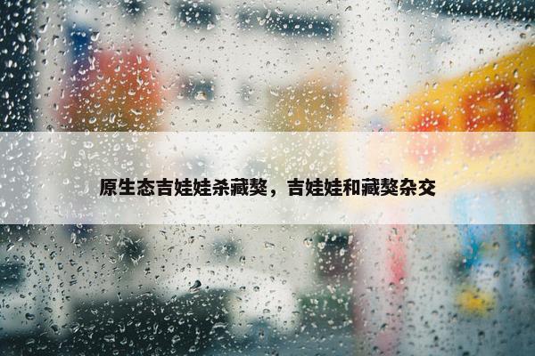 原生态吉娃娃杀藏獒，吉娃娃和藏獒杂交