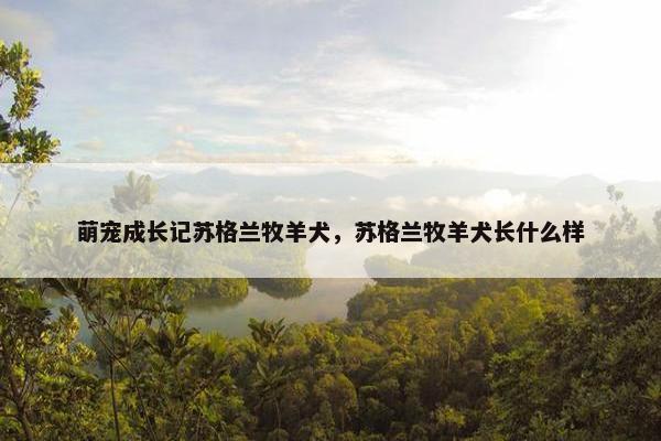 萌宠成长记苏格兰牧羊犬，苏格兰牧羊犬长什么样