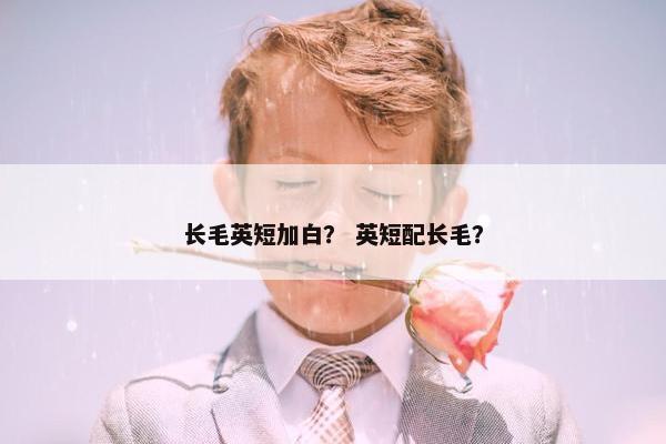 长毛英短加白？ 英短配长毛？