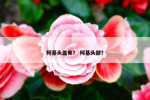 柯基头盖骨？ 柯基头部？