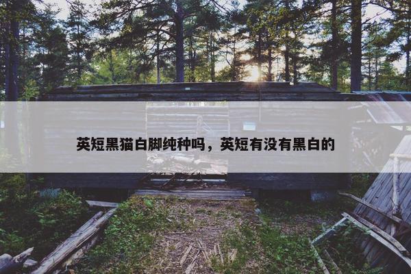 英短黑猫白脚纯种吗，英短有没有黑白的