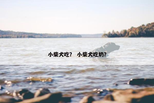 小柴犬吃？ 小柴犬吃奶？