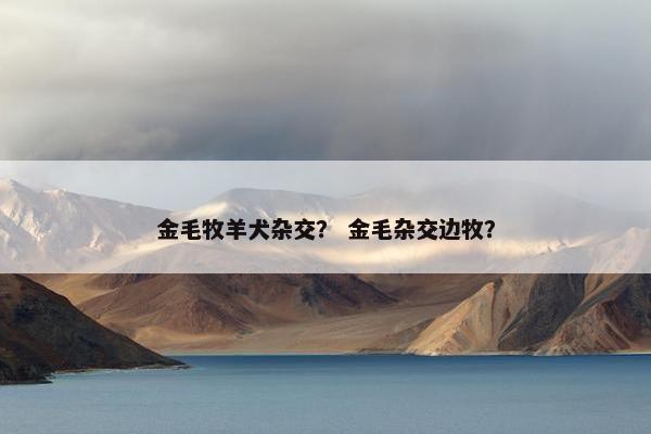 金毛牧羊犬杂交？ 金毛杂交边牧？