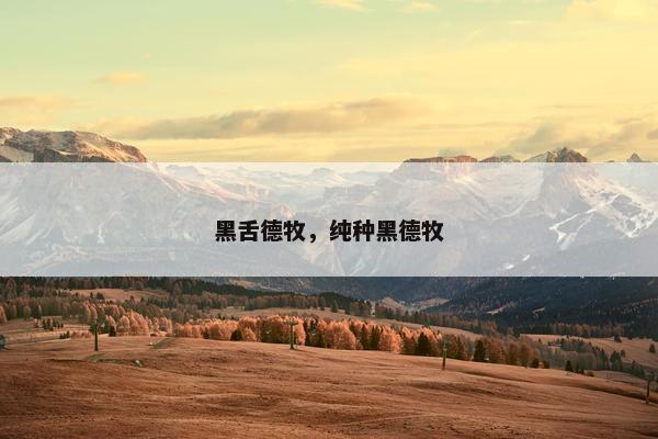 黑舌德牧，纯种黑德牧