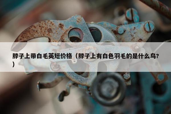 脖子上带白毛英短价格（脖子上有白色羽毛的是什么鸟?）