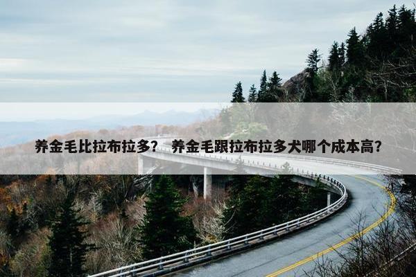 养金毛比拉布拉多？ 养金毛跟拉布拉多犬哪个成本高？