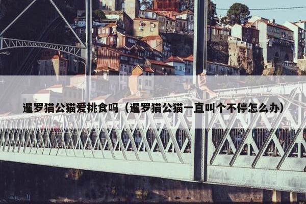 暹罗猫公猫爱挑食吗（暹罗猫公猫一直叫个不停怎么办）