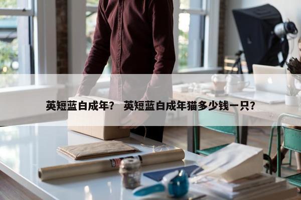 英短蓝白成年？ 英短蓝白成年猫多少钱一只？