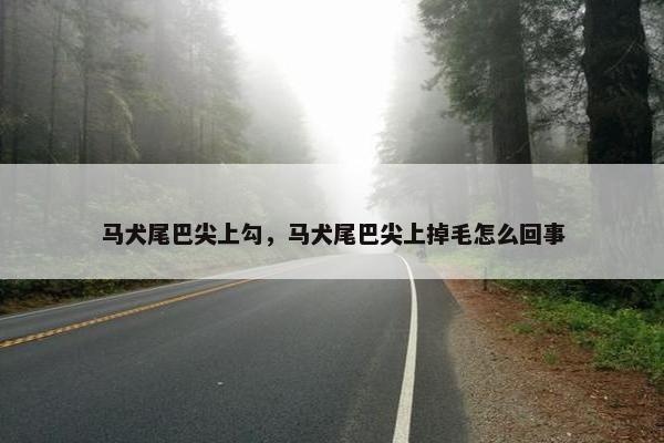 马犬尾巴尖上勾，马犬尾巴尖上掉毛怎么回事