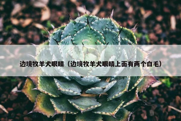 边境牧羊犬眼睛（边境牧羊犬眼睛上面有两个白毛）
