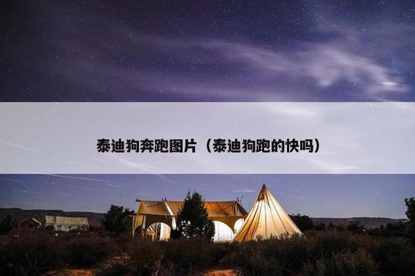 泰迪狗奔跑图片（泰迪狗跑的快吗）