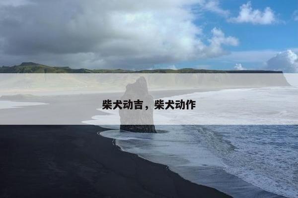 柴犬动吉，柴犬动作