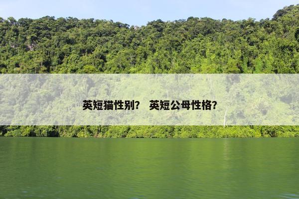 英短猫性别？ 英短公母性格？