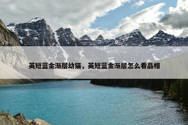 英短蓝金渐层幼猫，英短蓝金渐层怎么看品相