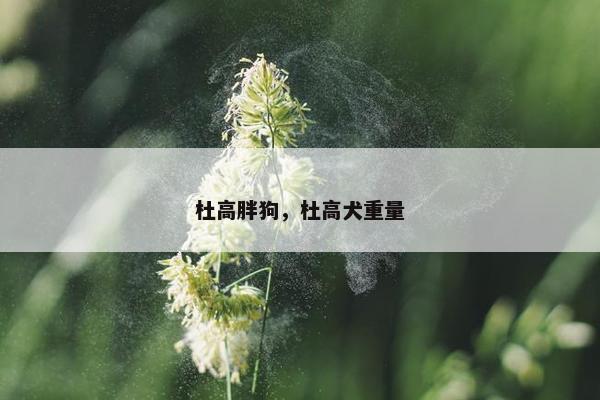 杜高胖狗，杜高犬重量