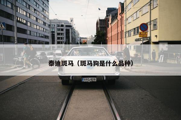 泰迪斑马（斑马狗是什么品种）