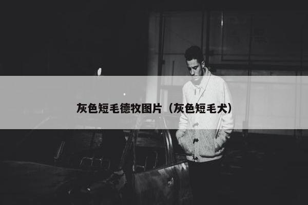 灰色短毛德牧图片（灰色短毛犬）