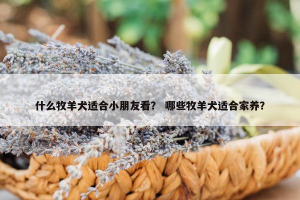 什么牧羊犬适合小朋友看？ 哪些牧羊犬适合家养？