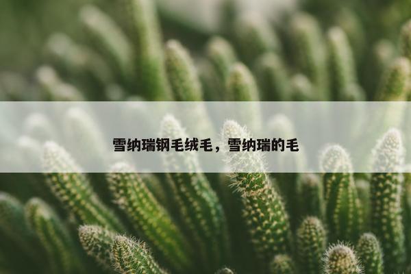 雪纳瑞钢毛绒毛，雪纳瑞的毛