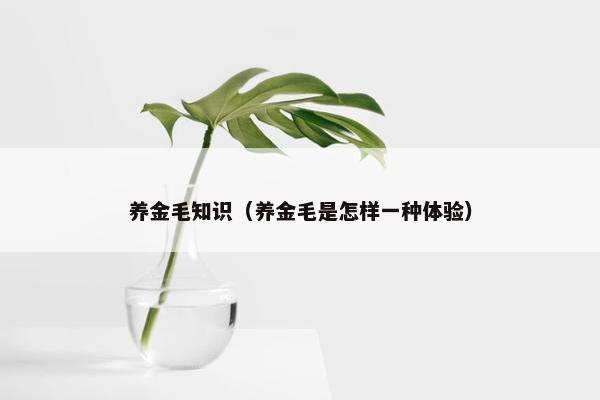 养金毛知识（养金毛是怎样一种体验）