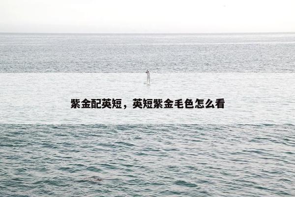 紫金配英短，英短紫金毛色怎么看