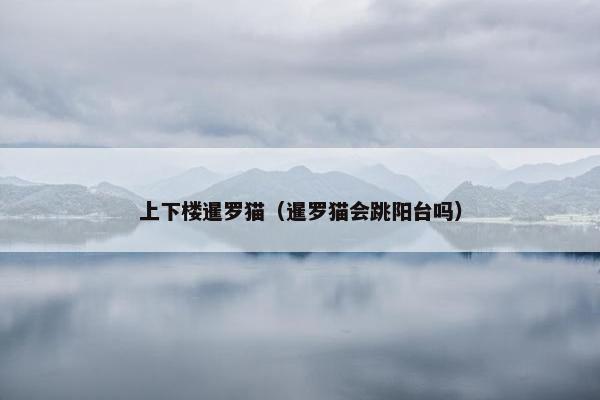 上下楼暹罗猫（暹罗猫会跳阳台吗）