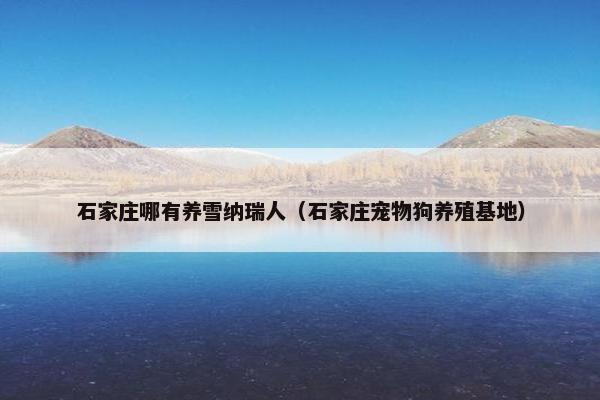 石家庄哪有养雪纳瑞人（石家庄宠物狗养殖基地）